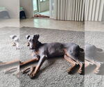 Small #15 Doberman Pinscher Mix
