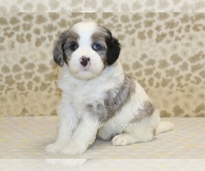 Miniature Bernedoodle Puppy for sale in DENVER, PA, USA