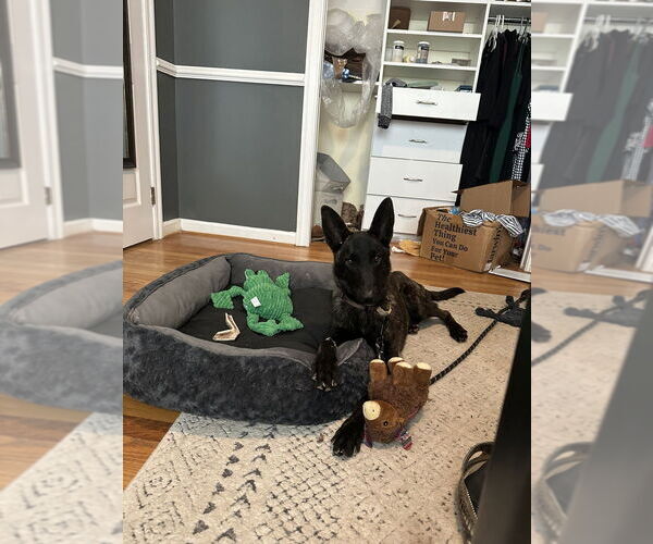 Medium Photo #7 Holland Shepherd Puppy For Sale in Imlay City, MI, USA