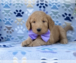 Goldendoodle Puppy for sale in LANCASTER, PA, USA