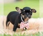 Small #2 French Bulldog