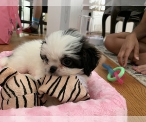 Shih Tzu Puppy for sale in ACWORTH, GA, USA