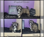 Small Photo #1 Siberian Husky Puppy For Sale in BLOOMFIELD, IN, USA