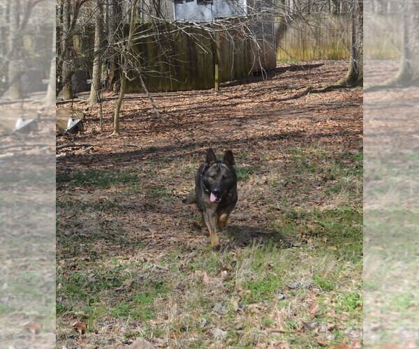 Medium Photo #1 German Shepherd Dog Puppy For Sale in POWDER SPRINGS, GA, USA