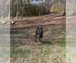 Small Photo #1 German Shepherd Dog Puppy For Sale in POWDER SPRINGS, GA, USA