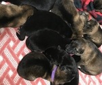Small Photo #10 German Shepherd Dog Puppy For Sale in OSTRANDER, OH, USA