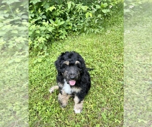 Aussiedoodle Puppy for sale in BERRIEN SPRINGS, MI, USA