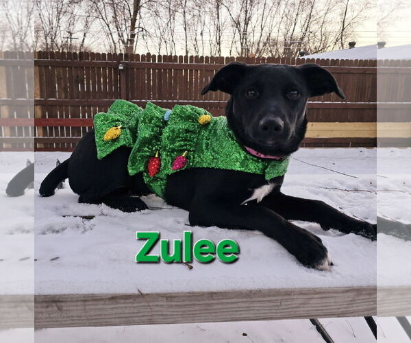 Medium Photo #13 Mutt Puppy For Sale in Fargo, ND, USA
