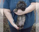 Small Photo #3 Cocker Spaniel-Dachshund Mix Puppy For Sale in Huntley, IL, USA