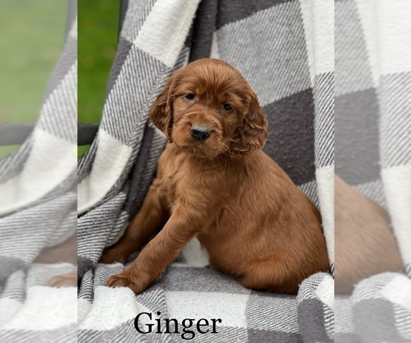 Medium Photo #4 Irish Setter Puppy For Sale in SHEDD, OR, USA