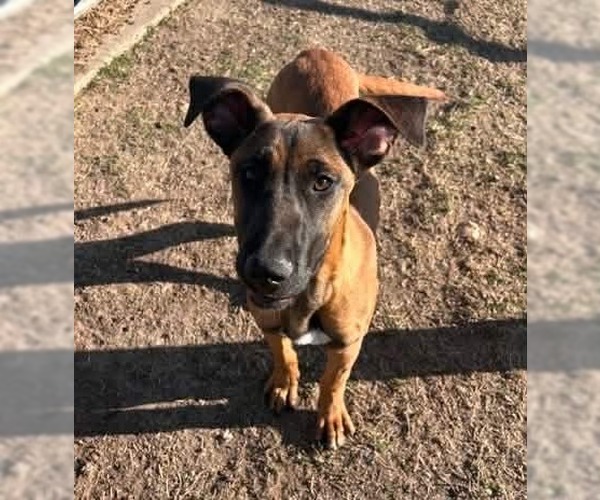 Medium Photo #1 Holland Shepherd-Rhodesian Ridgeback Mix Puppy For Sale in Canton, CT, USA