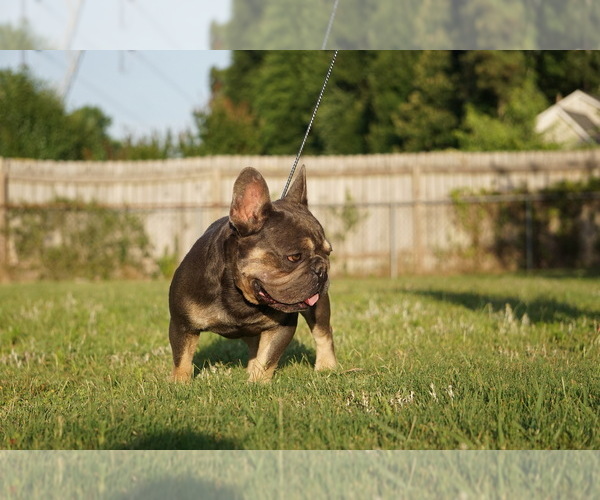 Medium Photo #4 French Bulldog Puppy For Sale in MARIETTA, GA, USA