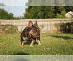Small #3 French Bulldog