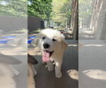 Small #1 Great Pyrenees