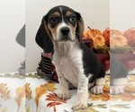 Small Photo #2 Beagle Puppy For Sale in BEECH GROVE, IN, USA