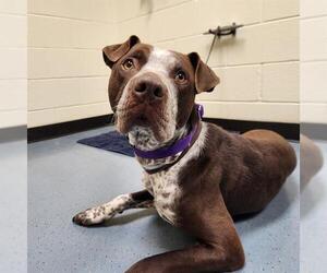 Lab-Pointer Dogs for adoption in Denver, CO, USA