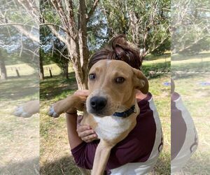 Luke - Male Mutt Dog for Adoption - Photo #2