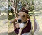 Small #1 Mutt