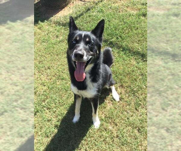 Medium Photo #1 Siberian Husky-Unknown Mix Puppy For Sale in Grovetown, GA, USA