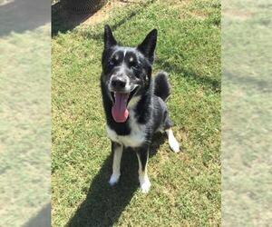 Siberian Husky-Unknown Mix Dogs for adoption in Grovetown, GA, USA