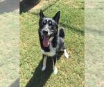ATLAS - Male Siberian Husky-Unknown Mix Dog for Adoption - Small photo