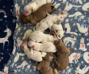 Labradoodle Puppy for sale in LAS VEGAS, NV, USA