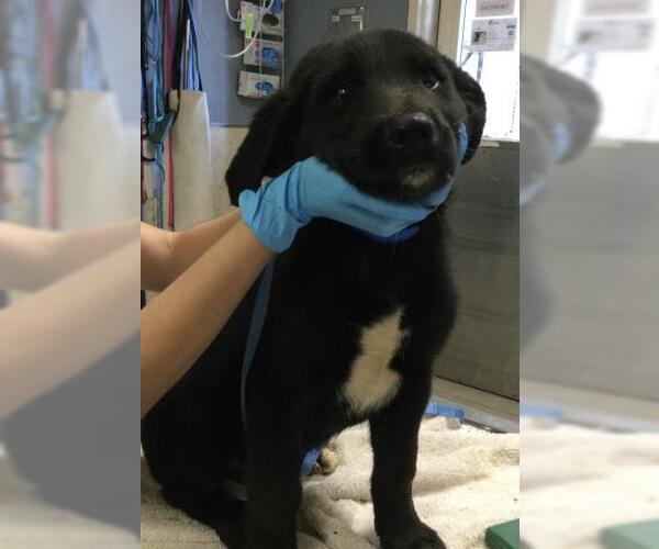 Medium Photo #1 Labrador Retriever-Unknown Mix Puppy For Sale in Riverside, CA, USA