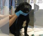 Small Labrador Retriever Mix