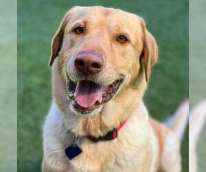 Charlie Brown - Male Labrador Retriever Dog for Adoption - Photo #4