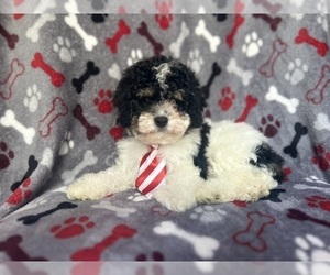 Cavapoo Puppy for sale in LAKELAND, FL, USA