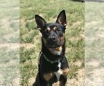 Small #2 Bulldog-German Shepherd Dog Mix