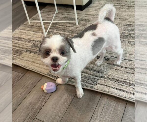 Medium Photo #1 Shih Tzu-Unknown Mix Puppy For Sale in Spring Lake, NC, USA