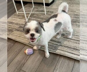 Shih Tzu-Unknown Mix Dogs for adoption in Spring Lake, NC, USA