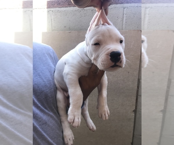 Medium Photo #4 Dogo Argentino Puppy For Sale in LOS ANGELES, CA, USA