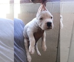 Small Photo #4 Dogo Argentino Puppy For Sale in LOS ANGELES, CA, USA