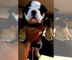 Small Photo #2 English Bulldog Puppy For Sale in ARGYLE, TX, USA