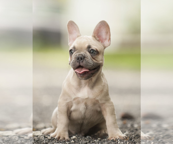 Medium Photo #10 French Bulldog Puppy For Sale in LOX, FL, USA