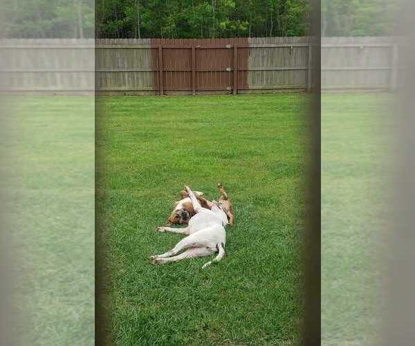 Medium Photo #3 Mutt Puppy For Sale in Abbeville, LA, USA