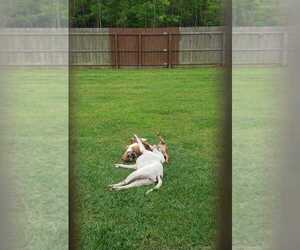 Brocho - Male Mutt Dog for Adoption - Photo #3