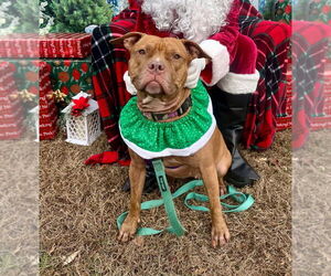 American Staffordshire Terrier Dogs for adoption in Lawrenceville, NJ, USA