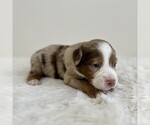 Small #5 Aussiedoodle Miniature -Miniature Bernedoodle Mix