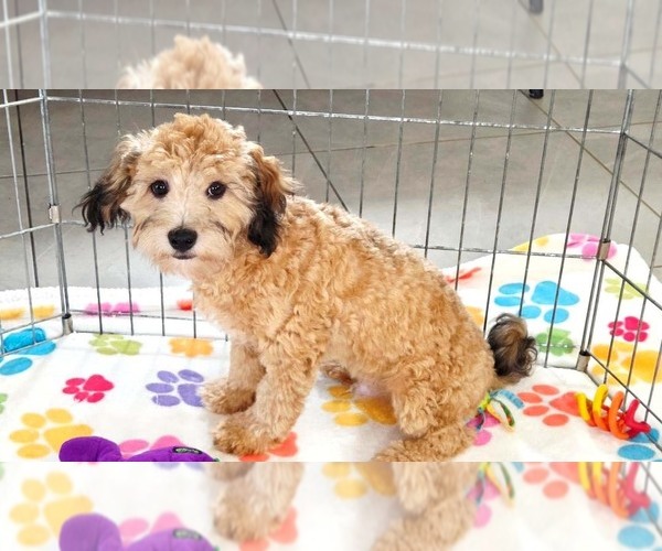 Medium Photo #10 Havapoo Puppy For Sale in ORO VALLEY, AZ, USA