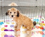 Rex - Male Havapoo Puppy for Sale - Photo #10