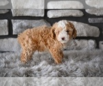 Small #3 Poodle (Toy)