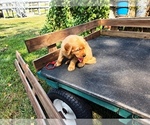 Small #3 Golden Retriever