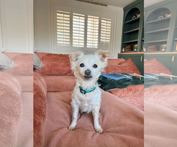 Medium Photo #6 Chihuahua-Unknown Mix Puppy For Sale in Newport Beach, CA, USA