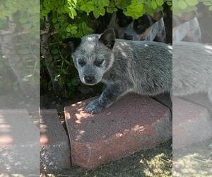 Australian Cattle Dog Puppy for Sale in BRIGGSDALE, Colorado USA