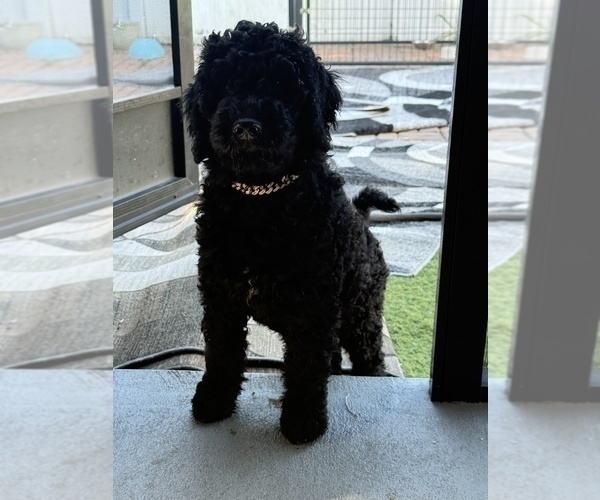 Medium Photo #1 Goldendoodle Puppy For Sale in GIBSONTON, FL, USA