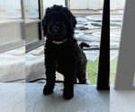 Puppy 2 Goldendoodle