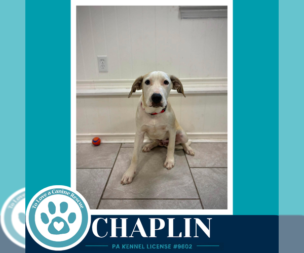 Medium Photo #1 Labrador Retriever-Unknown Mix Puppy For Sale in Kimberton, PA, USA